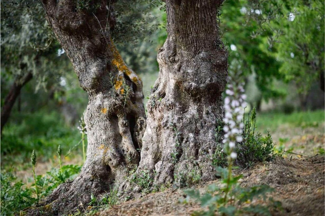 Olivenbäume auf der Olivenplantage in Agira