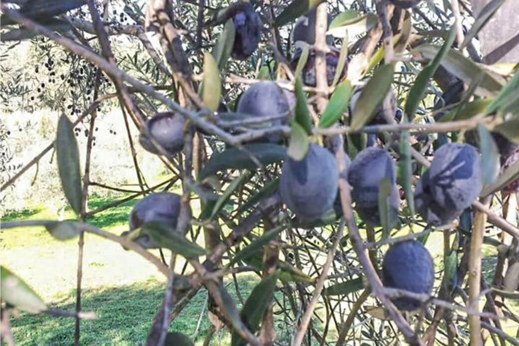 Oliven und Olivenöl in bester Qualität